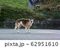 野犬 62951610