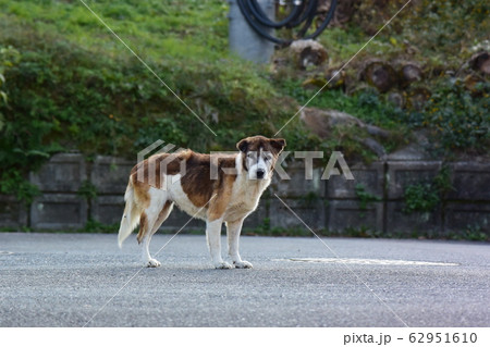 野犬 62951610