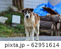 野犬 62951614