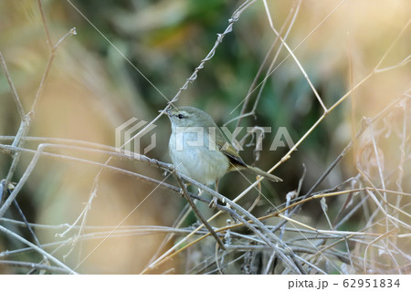 春を待つウグイス 春を待つウグイス 62951834