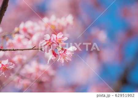 豆桜 豆桜 62951902