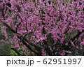 桃の花（背景素材） 62951997