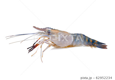 Fresh shrimp,prawn isolated on white background Fresh shrimp,prawn isolated on white background 62952234