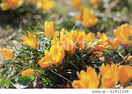 春を告げるクロッカス 春を告げるクロッカス 62952348