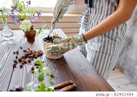 Closeup hands of Woman gardener transplanting Alocasia in cement pots on the wooden table. Concept of home garden. Flower and garden shop. 62952404