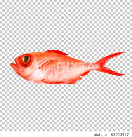 金目鯛「水彩画」イラスト - No: 23081684｜無料イラスト
