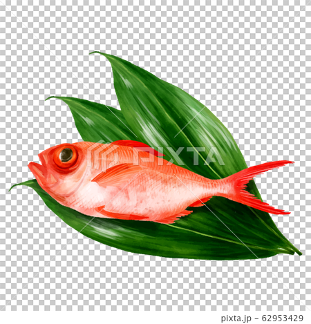 Kimame sea bream with halan 62953429