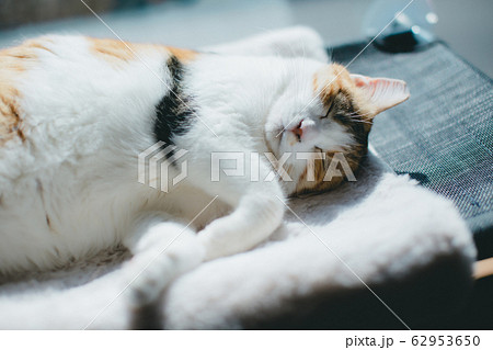日向で眠る三毛猫 日向で眠る三毛猫 62953650