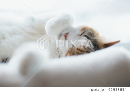 日向で眠る三毛猫 62953654