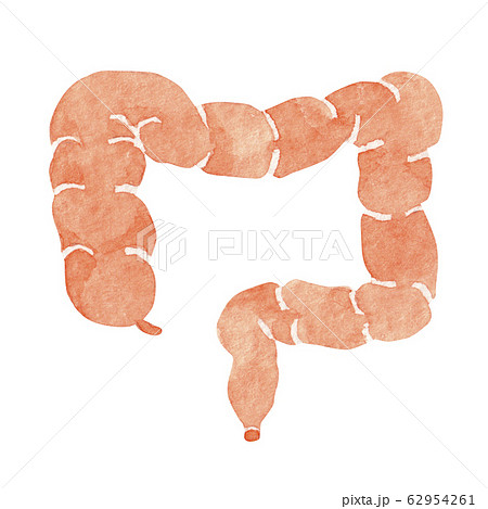 大腸 人体 臓器 内臓 水彩 イラストのイラスト素材