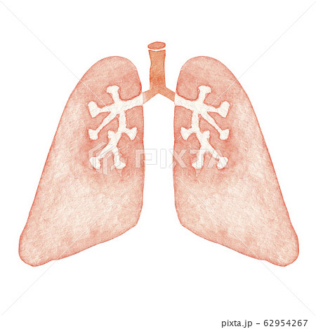肺 人体 臓器 内臓 水彩 イラスト 肺 人体 臓器 内臓 水彩 イラスト 62954267
