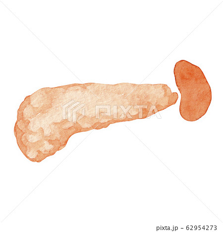 膵臓と脾臓　人体 臓器 内臓 水彩 イラスト 62954273