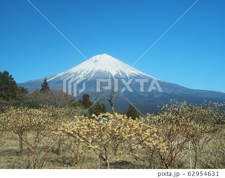 梅園と富士 梅園と富士 62954631