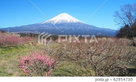 梅園と富士 梅園と富士 62954730