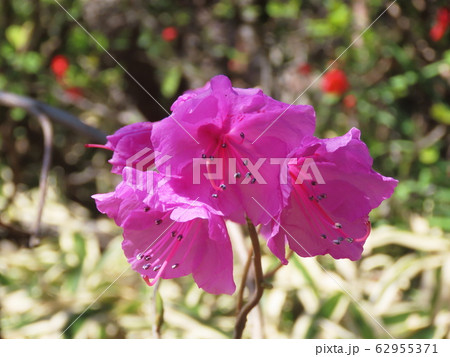 玄海ツツジ Rhododendron Mucronatum Turcz の写真素材