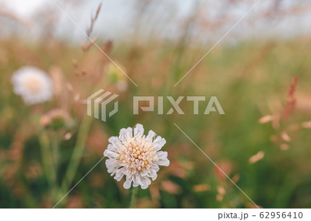 plants ad flowers in summer field 62956410