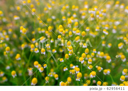 Faded chamomile flowers in meadow 62956411