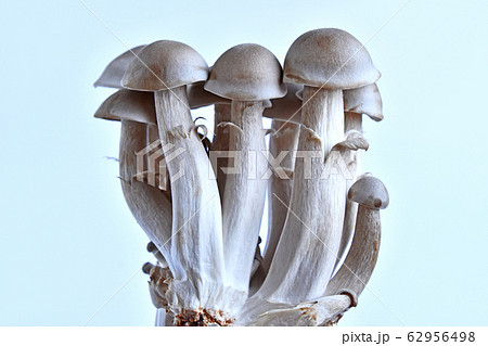 ハタケシメジ（丹波しめじ） 62956498