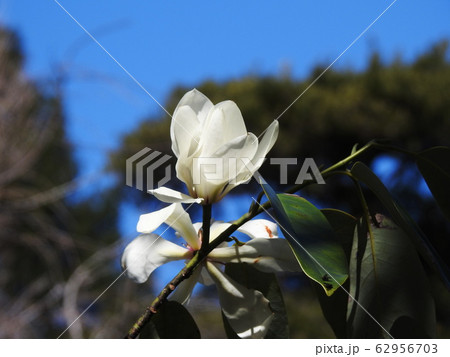 ミヤマガンショウ  Michelia maudiae 62956703