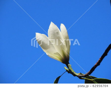 ミヤマガンショウ  Michelia maudiae 62956704