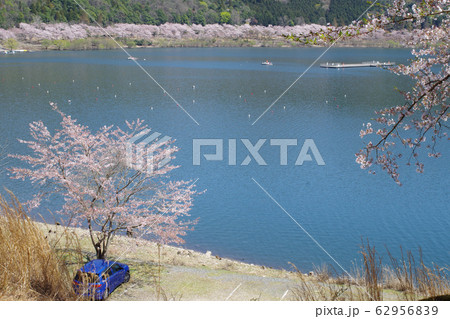 桜咲くダム湖と柳の景色 桜咲くダム湖と柳の景色 62956839