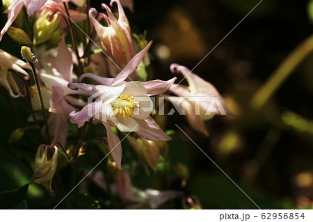 オダマキ　Aquilegia 62956854