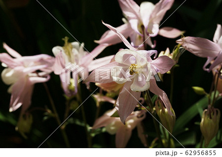 オダマキ Aquilegia オダマキ Aquilegia 62956855