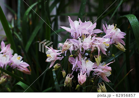 オダマキ Aquilegia オダマキ Aquilegia 62956857