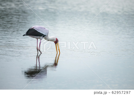 Yellow-Billed stork in Kruger National park, South 62957297