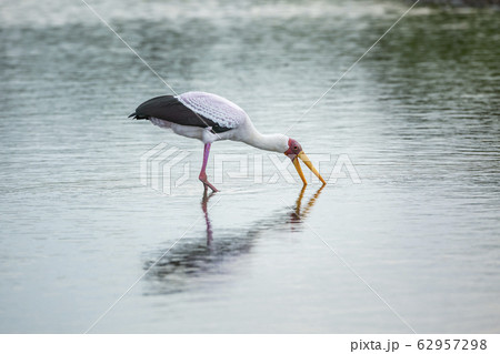 Yellow-Billed stork in Kruger National park, South 62957298