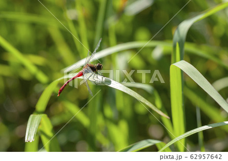 マユタテアカネ マユタテアカネ 62957642