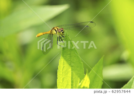 マユタテアカネ マユタテアカネ 62957644