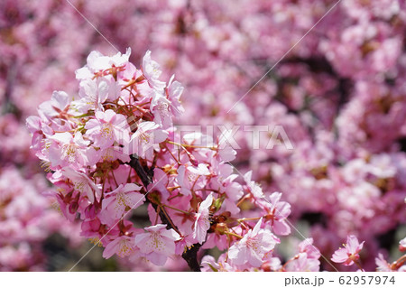 河津桜 1 62957974