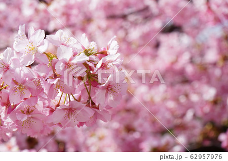 河津桜 2 62957976