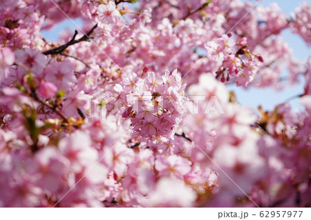 河津桜 3 62957977