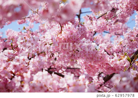 河津桜 4 62957978