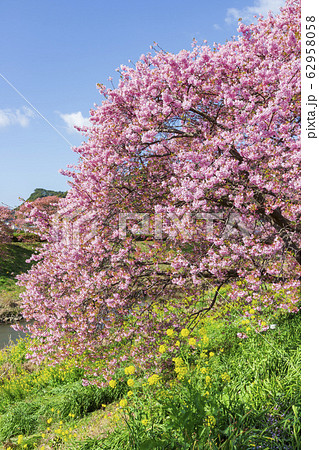 南伊豆の河津桜 62958058