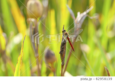 アキアカネ アキアカネ 62958139