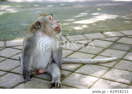 Balinese long-tailed monkey (Macaca Fascicularis) 62958231