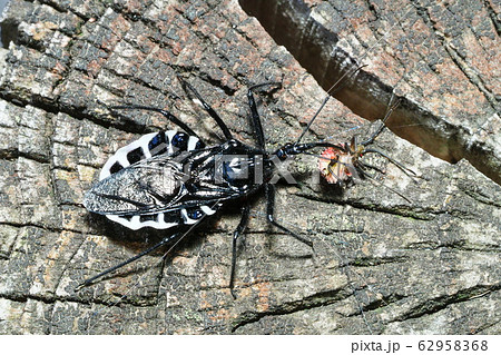カメムシの幼虫を捕食中のヨコヅナサシガメ カメムシの幼虫を捕食中のヨコヅナサシガメ 62958368