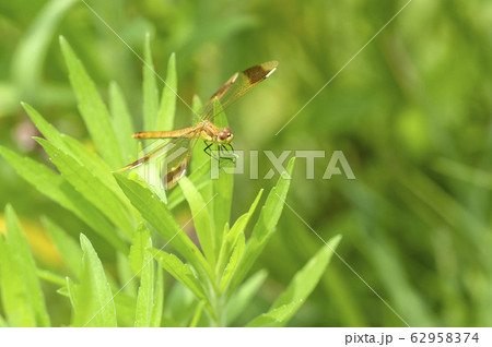 ミヤマアカネ 62958374