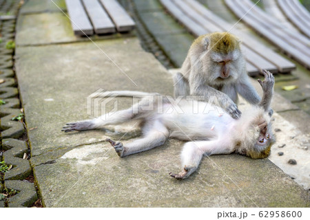 Balinese long-tailed monkey (Macaca Fascicularis) Balinese long-tailed monkey (Macaca Fascicularis) 62958600