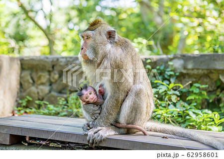 Balinese long-tailed monkey (Macaca Fascicularis) Balinese long-tailed monkey (Macaca Fascicularis) 62958601