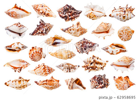 set of seashell of whelks isolated on white 62958695