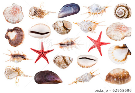 set of various seashells isolated on white 62958696
