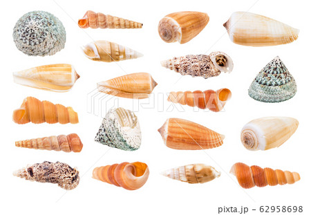 set of various sea snails isolated on white 62958698
