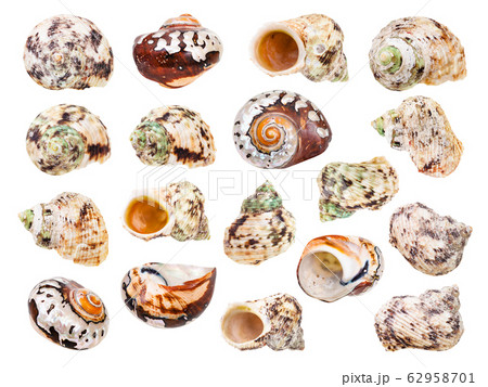 set of sea shell of molluscs isolated on white 62958701