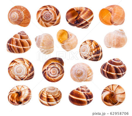 set of various shells of roman snails isolated 62958706