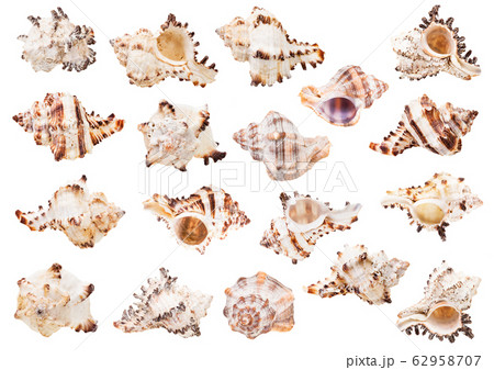 set of light shells of sea snails isolated 62958707