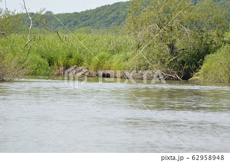 釧路湿原（北海道） 62958948